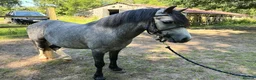 Welsh Section A horses for sale: Cosford Fandango  in Norwich - Advert 1