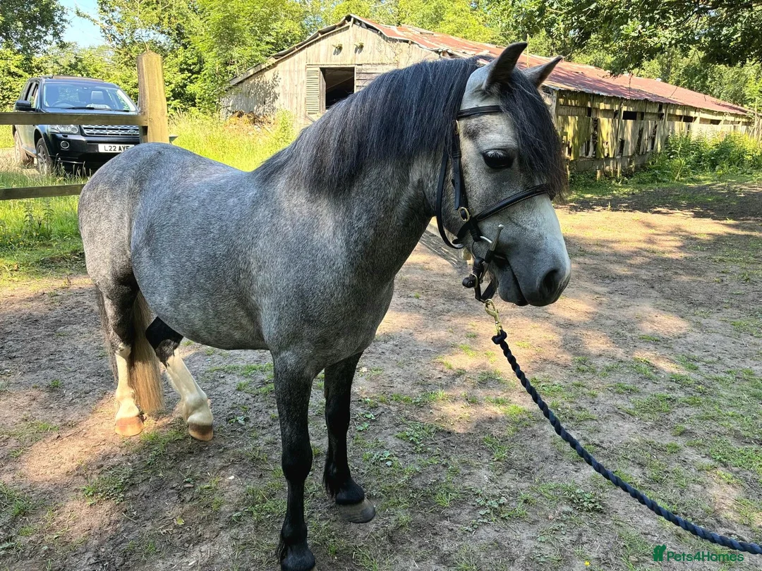 Welsh Section A horses for sale: Cosford Fandango  in Norwich - Advert 1