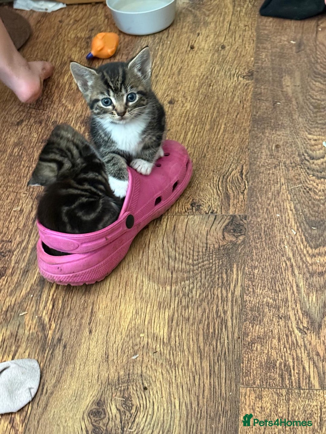 Mixed Breed cats for sale: 4 Beautiful tabby kittens - Image 7