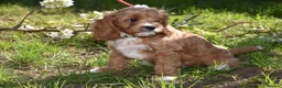 Cavapoo dogs for sale: Ready Now F1 Toy Cavapoo Puppies Health Tested - Advert 11