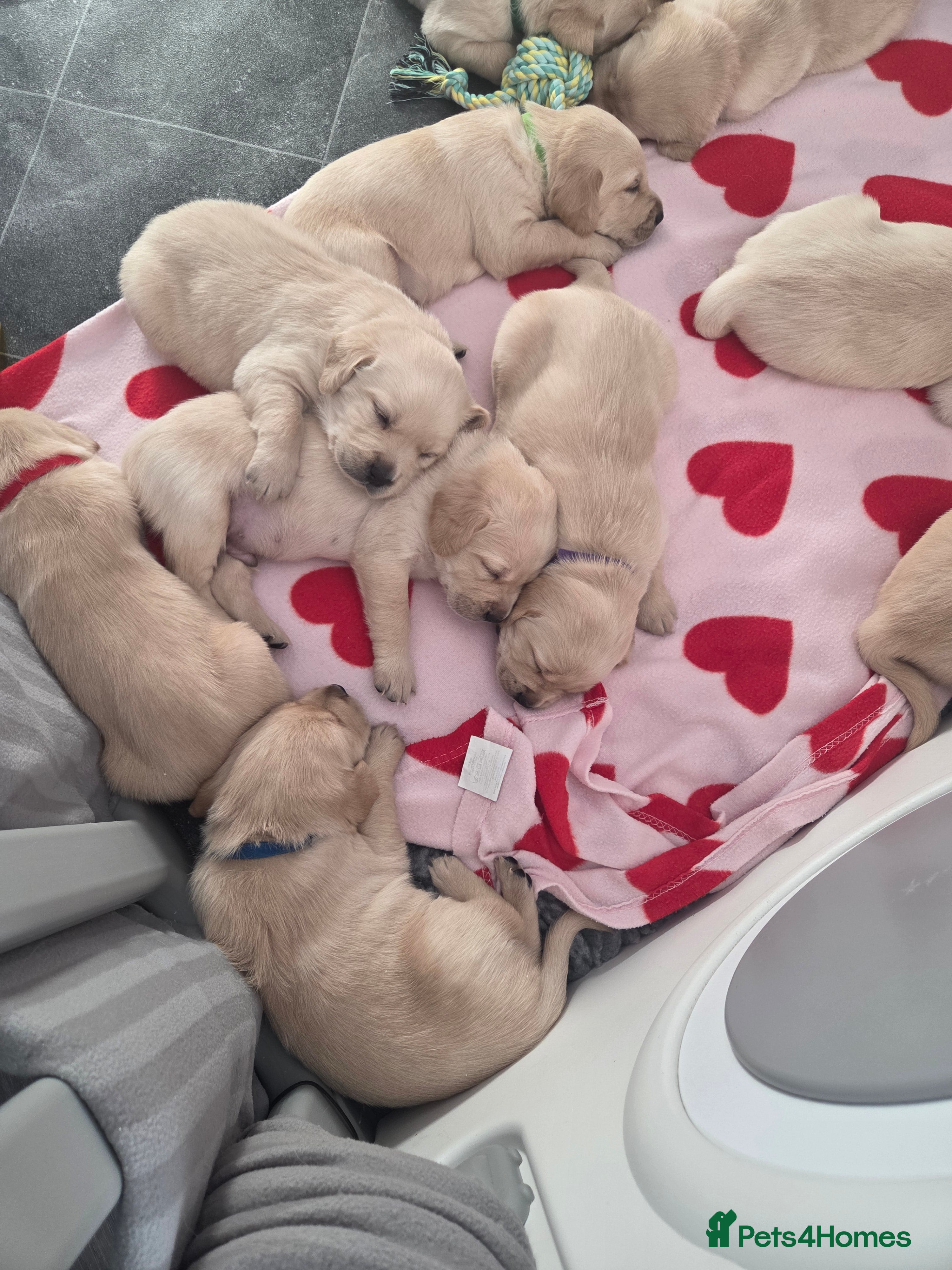 Goldador dogs Goldador Puppies – Show & Working Lines - Advert 16