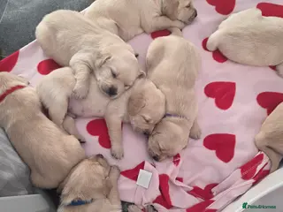 Goldador dogs Goldador Puppies – Show & Working Lines - Advert 6