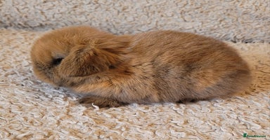 Mini Lop rabbits - Advert 6