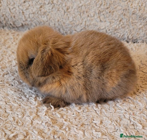 Mini Lop rabbits - Advert 2