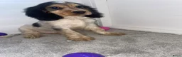 Cocker Spaniel dogs for sale: LAST TRI BOYS AVAILABLE Show type cocker spaniels! - Advert 3