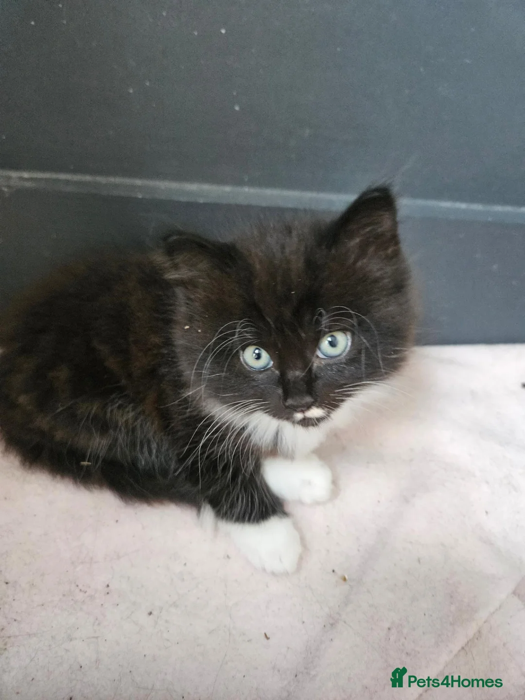 Mixed Breed cats for sale: Fluffy kittens Looking for Loving Homes  - Advert 22