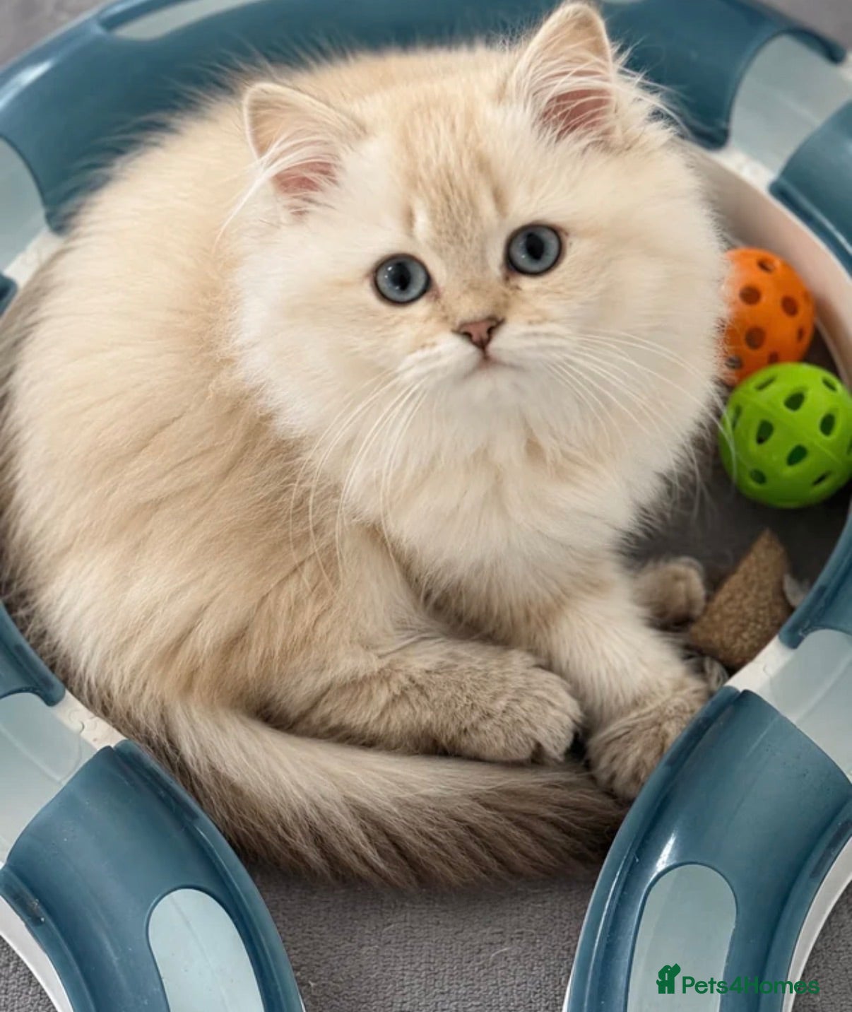 British Longhair cats Beautiful GCCF Registered British Girl  - Advert 7