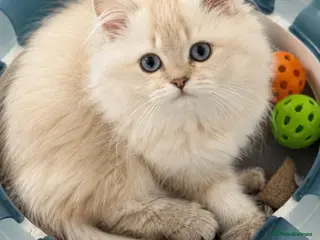 British Longhair cats Beautiful GCCF Registered British Girl - Advert 7