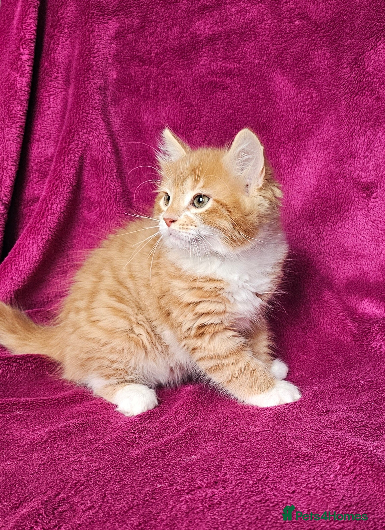 Mixed Breed cats Fluffly kitten ready now - Advert 16