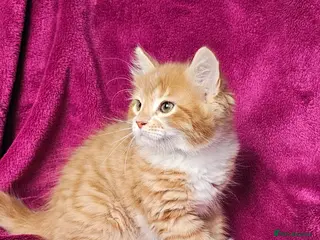 Mixed Breed cats Fluffly kitten ready now - Advert 16