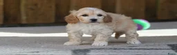 Cavapoochon dogs for sale: Cavapoochon puppies for sale - Advert 7