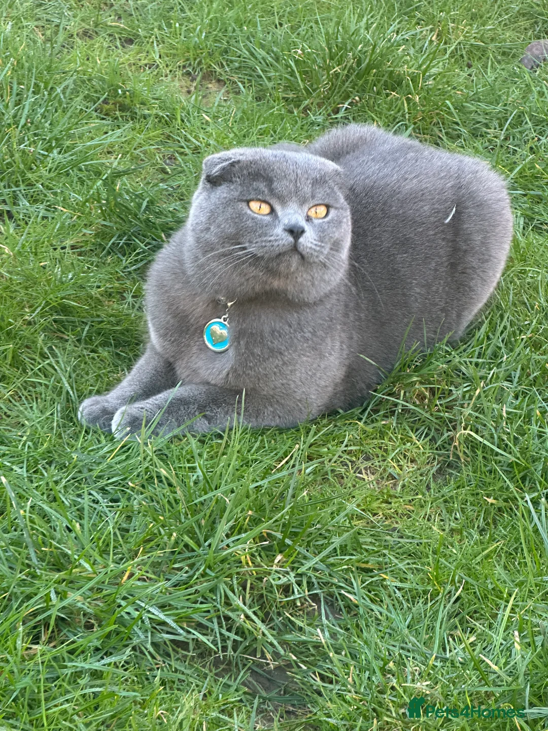British Shorthair cats for stud: British shorthair  in Nottingham - Advert 4