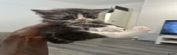Mixed Breed cats for sale: British short hair x tabby  - Advert 8