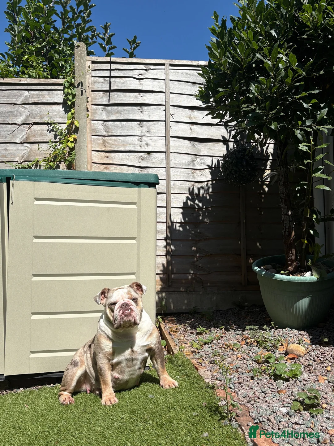 English Bulldog dogs for sale: 9 beautiful 5 ⭐️ English bulldogs  - Advert 2