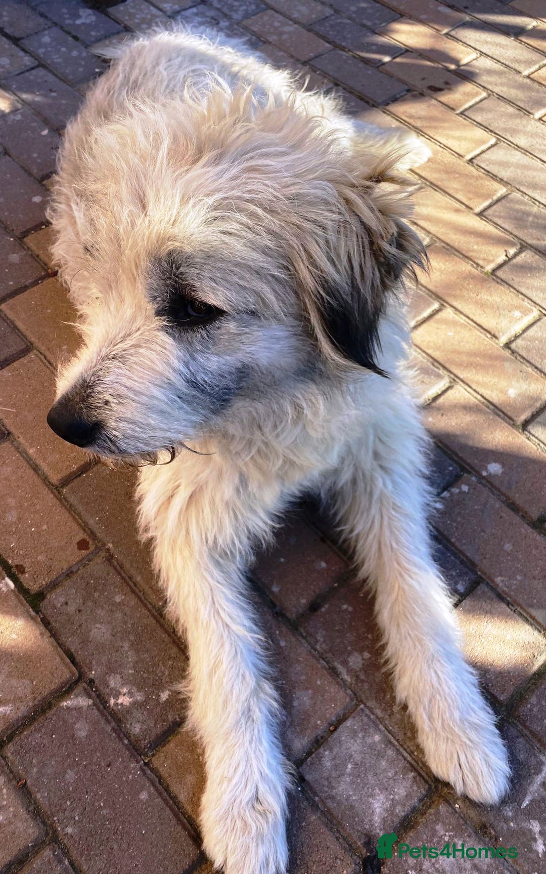 Mixed Breed dogs for adoption: Meet VICTOR - a superb big boy, for a Loving Home - Image 3