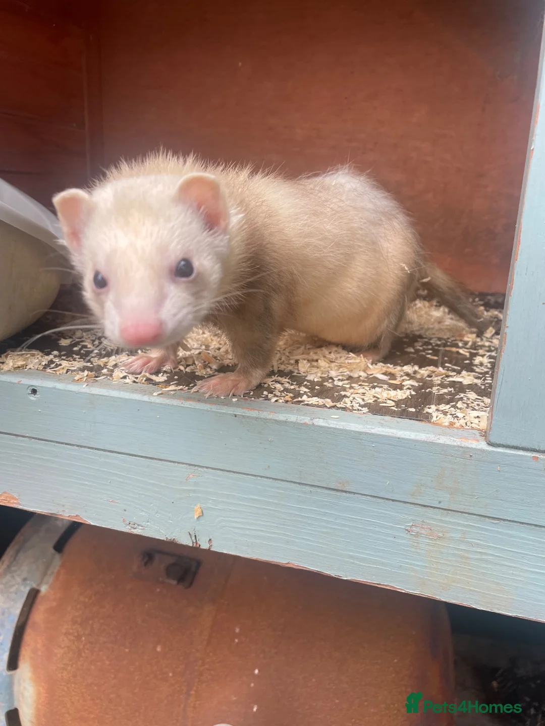 Ferret rodents for sale: Ferret kits for sale in Bristol - Advert 2
