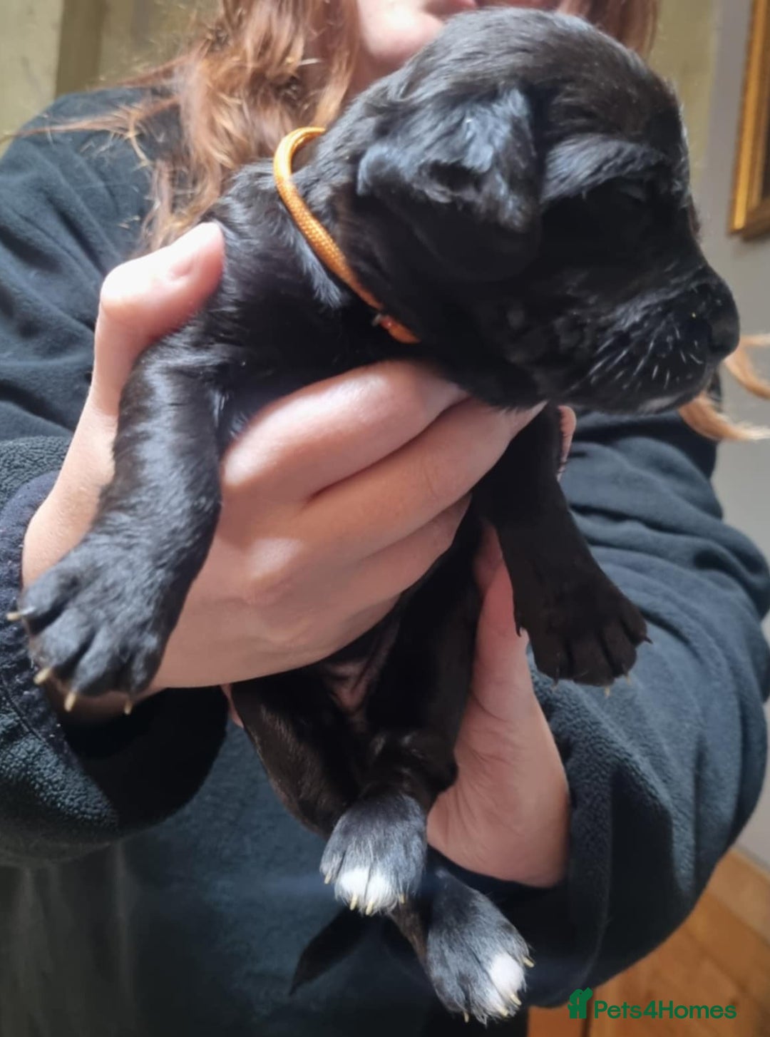 Mixed Breed dogs for sale: Rottweiler/Staffy x Sprocker - Advert 5