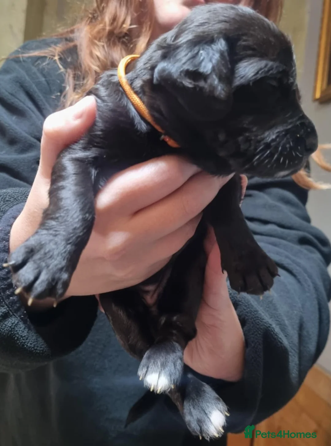 Mixed Breed dogs for sale: Rottweiler/Staffy x Sprocker - Advert 5