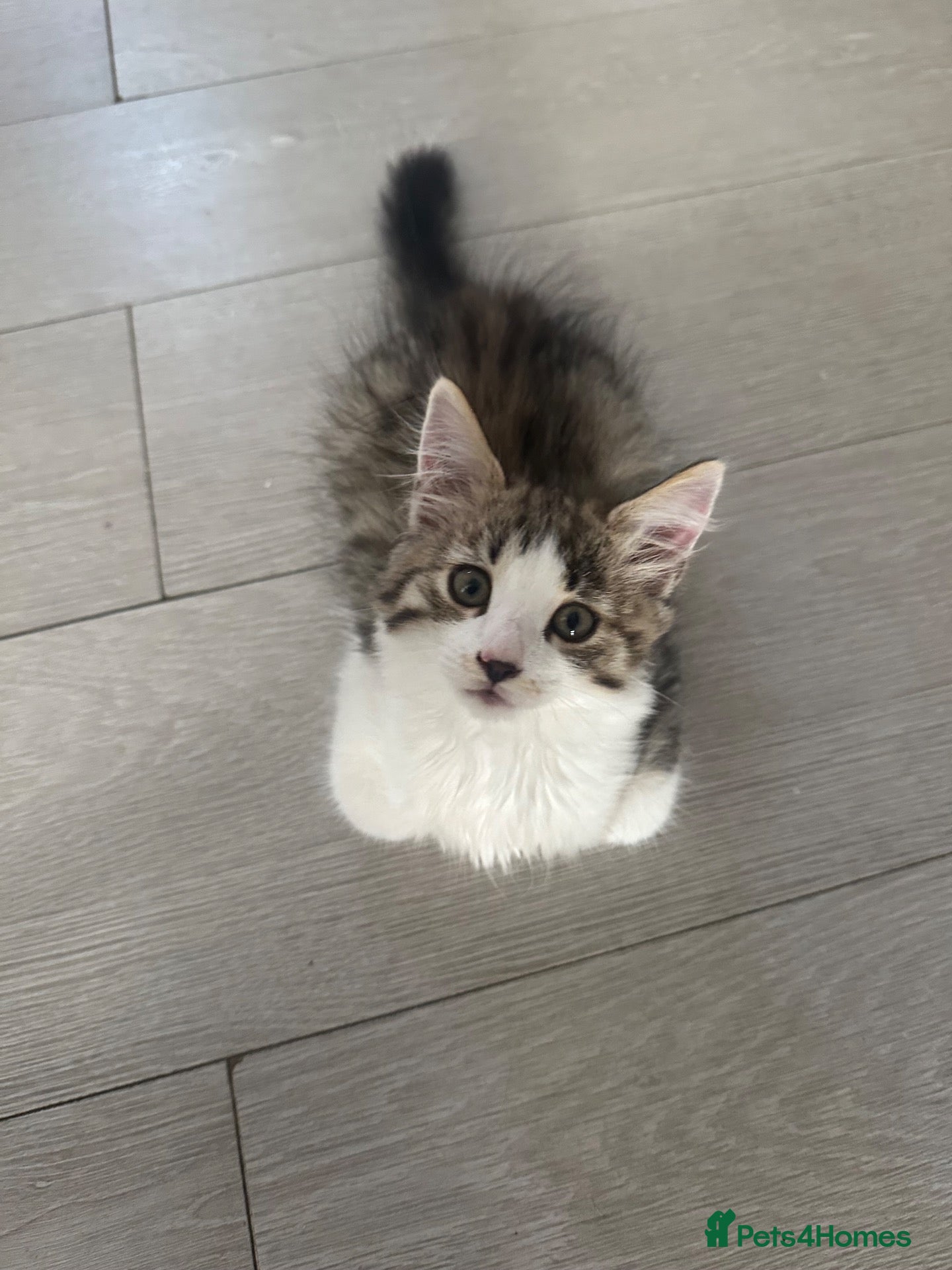 Mixed Breed cats Available 2 Kittens White/Black Ready for Homes - Advert 1
