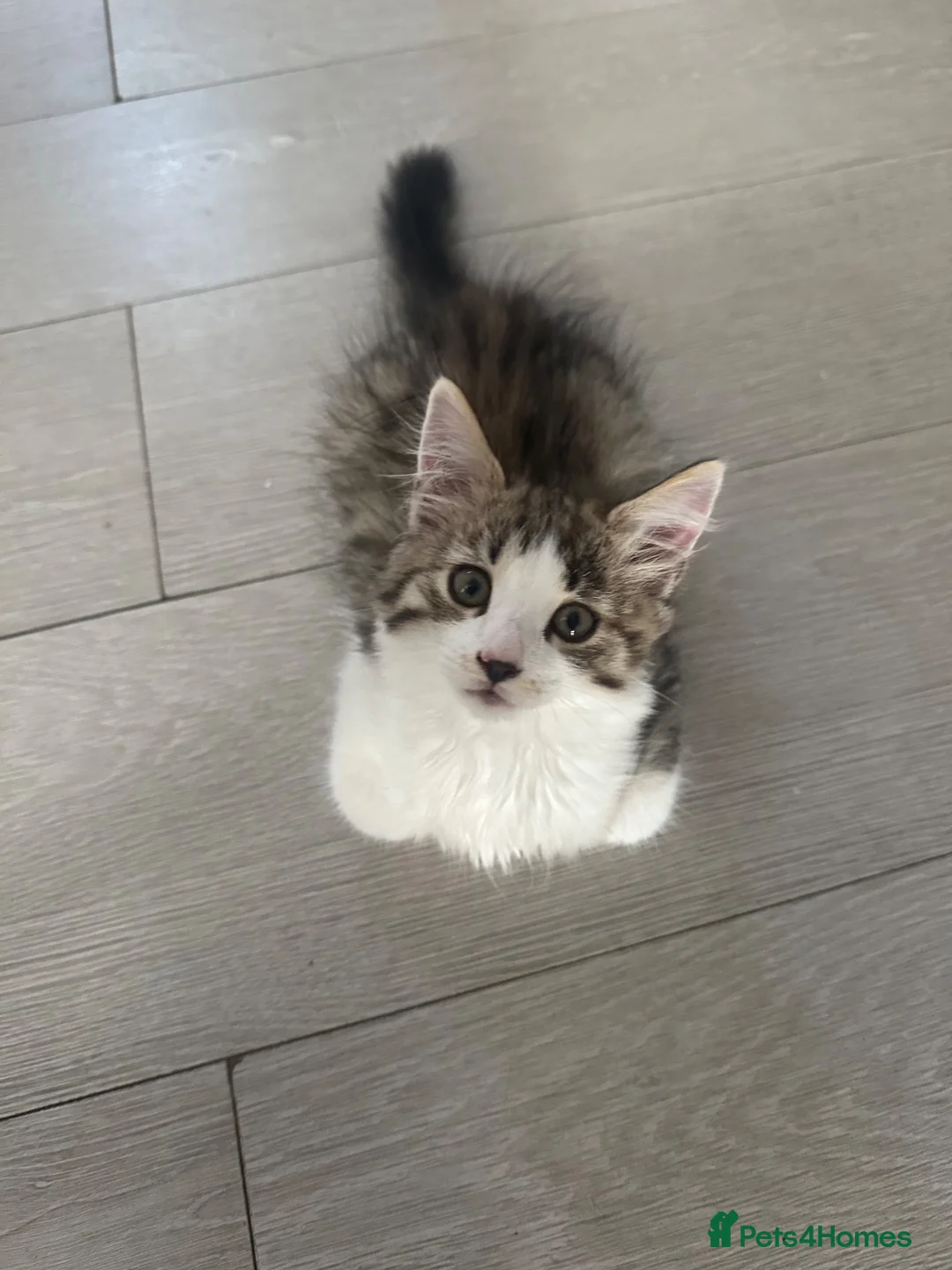 Mixed Breed cats for sale: Available 2 Kittens White/Black Ready for Homes - Advert 1