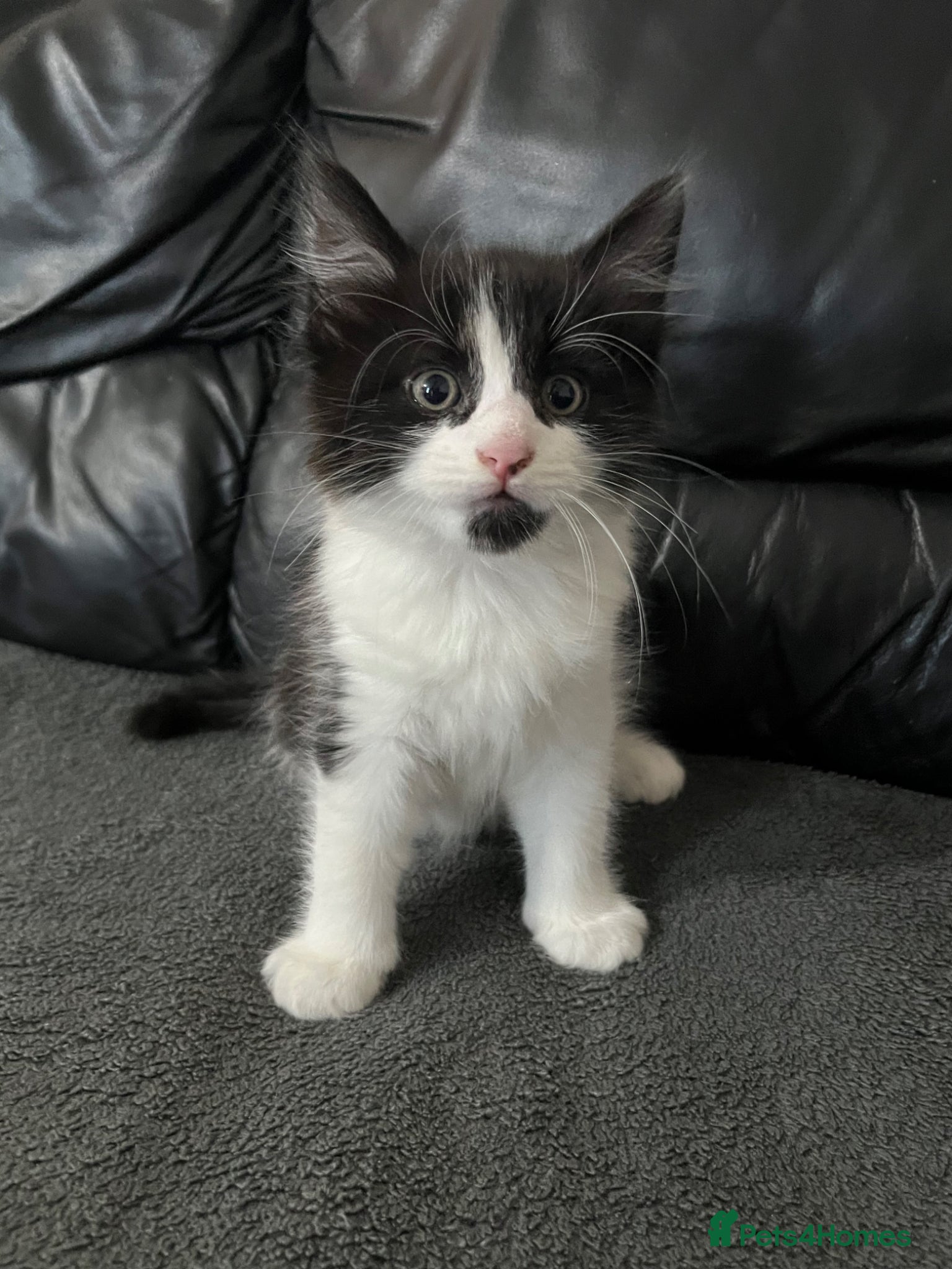 Mixed Breed cats for sale: cute kitty  in Slough - Advert 3
