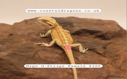 Bearded Dragon reptiles for sale: Bearded Dragons Mix - Image 3