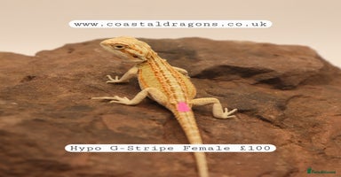 Bearded Dragon reptiles - Advert 5