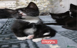 Mixed Breed cats for sale: Beautiful  kitten for sale  - Image 11