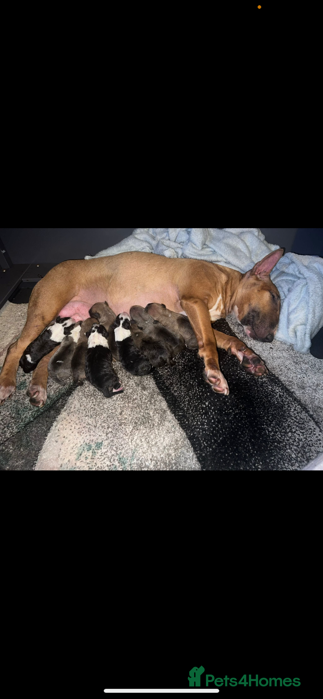 English Bull Terrier dogs for stud: Bullet is up for stud!!! - Image 6
