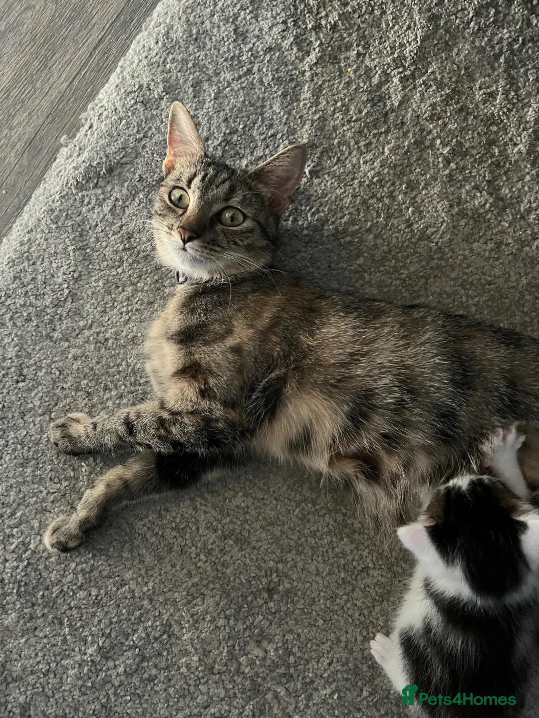 Mixed Breed cats for sale: Kittens  in Johnstone - Advert 2