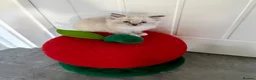 Ragdoll cats for sale: 🌈GCCF LINE LILIC/BLUE/SEAL RAGDOLLS. 🌈 - Advert 7