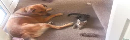 Mixed Breed dogs for sale: Dog looking for loving home - Advert 3