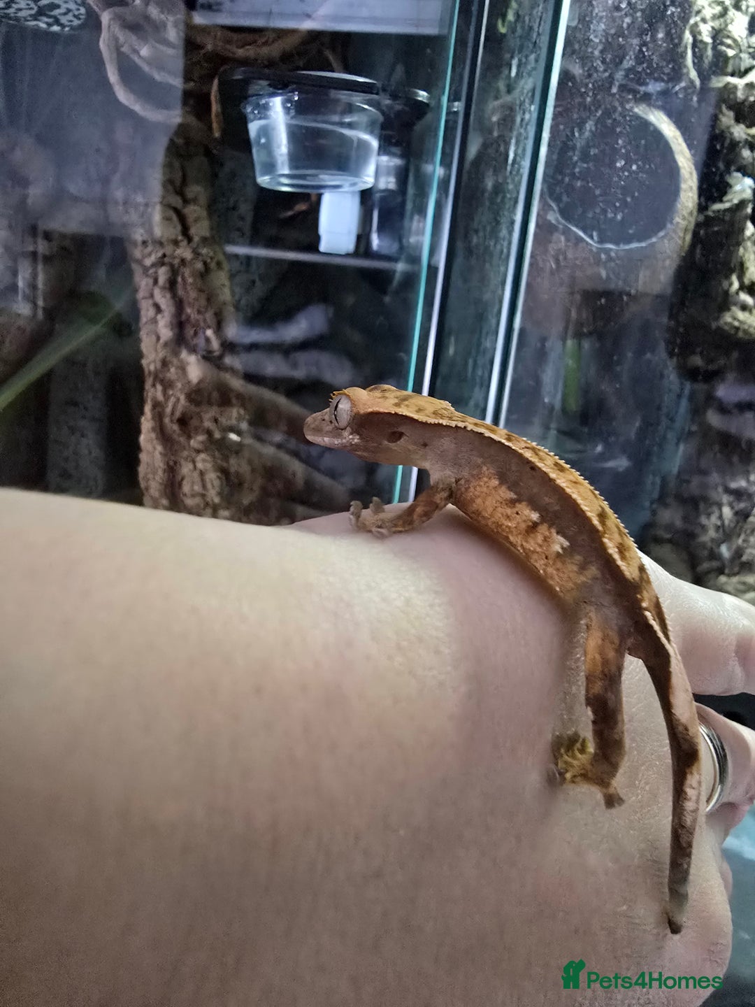 Gecko reptiles for sale: Crested geckos  - Image 8