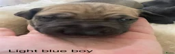 Lurcher dogs for sale: Beautiful Lurcher Puppies for Sale - Advert 18