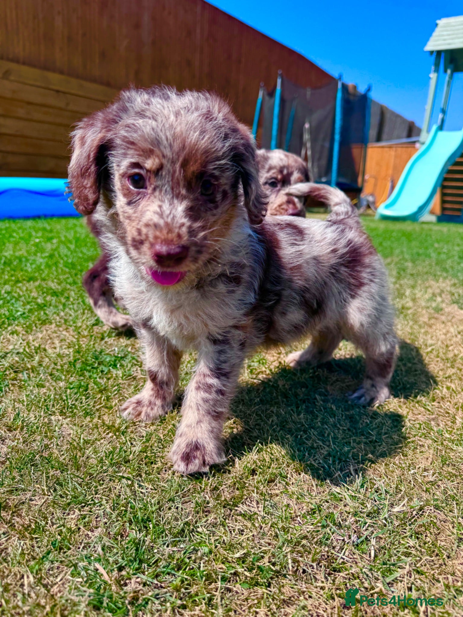 Labradoodle dogs Chocolate & Chocolate Merle Labradoodle Babies 🐾 - Advert 1