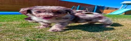 Labradoodle dogs for sale: Chocolate & Chocolate Merle Labradoodle Babies 🐾 - Advert 1