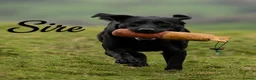 Labrador Retriever dogs for sale: Outstanding Labrador Puppies–Exceptional Pedigree - Advert 14