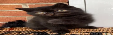 Jerry