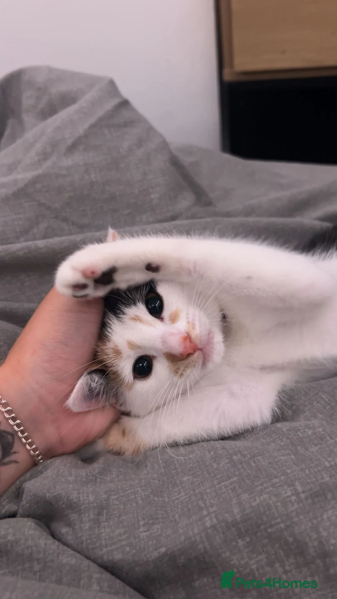 Khao Manee cats for sale: 6 Month Old Calico Kitten - Advert 2