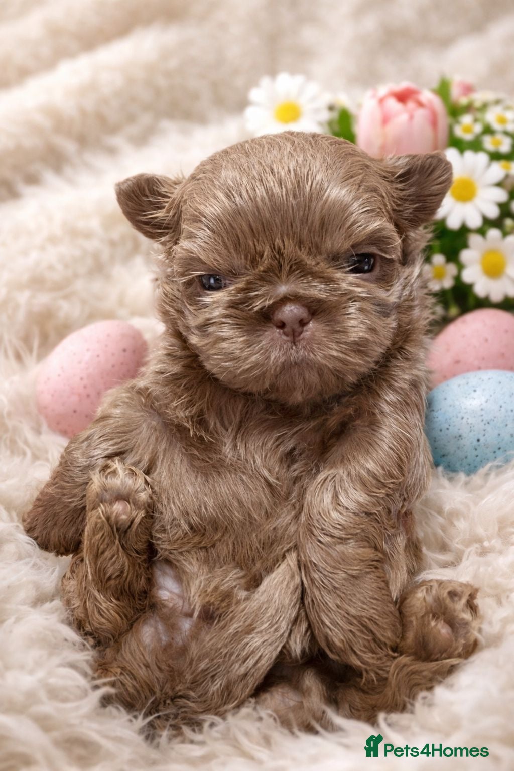 Shih Tzu dogs  Beautiful HEALTH TESTED KC Smoke & Pearl Puppies - Advert 15