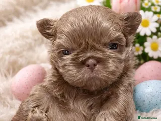 Shih Tzu dogs Beautiful HEALTH TESTED KC Smoke & Pearl Puppies - Advert 15