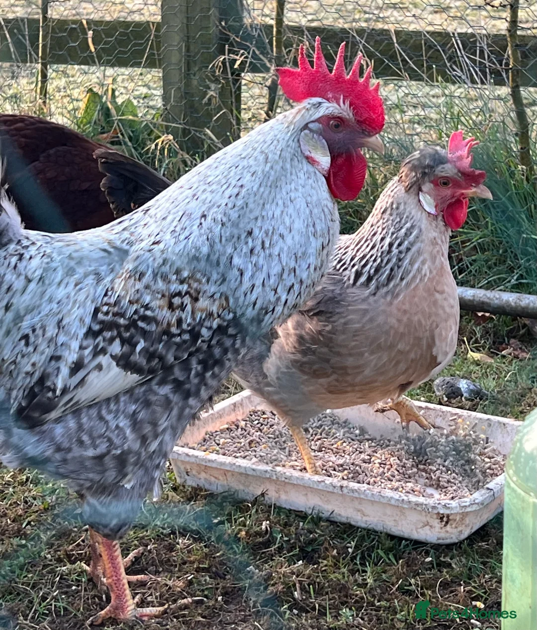 Chickens poultry for sale: Hatching eggs  - Advert 2