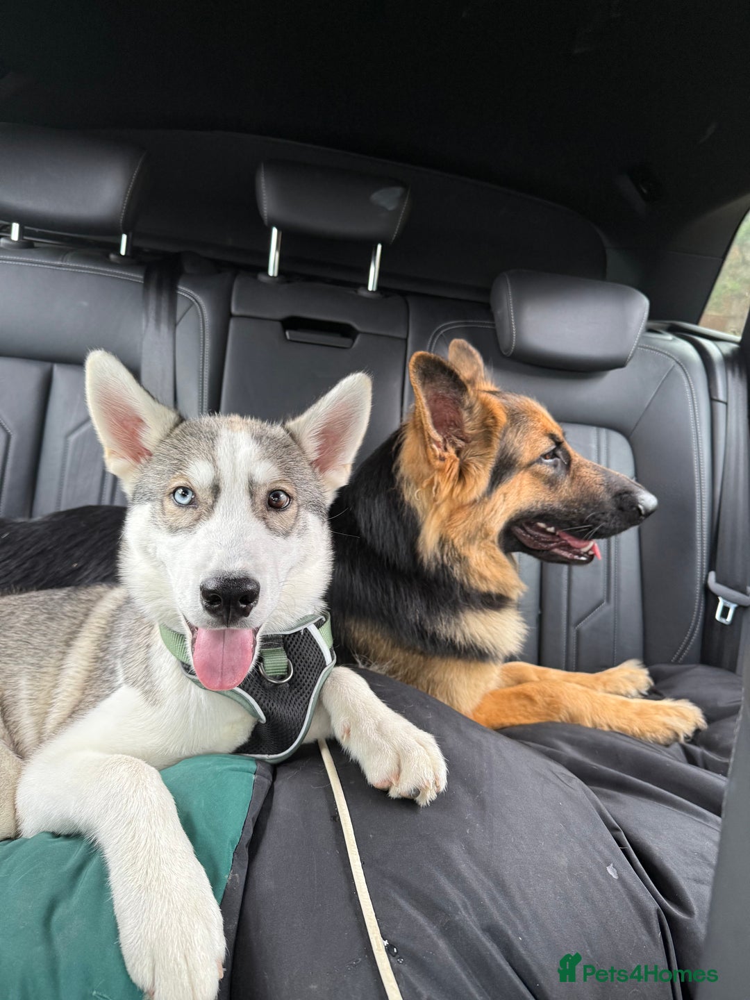 Siberian Husky dogs for sale: Siberian husky - Image 4