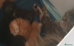 Maine Coon cats for sale: Kittens ready now - Image 3