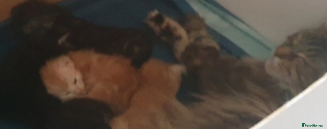 Maine Coon cats for sale: Kittens ready now - Image 3