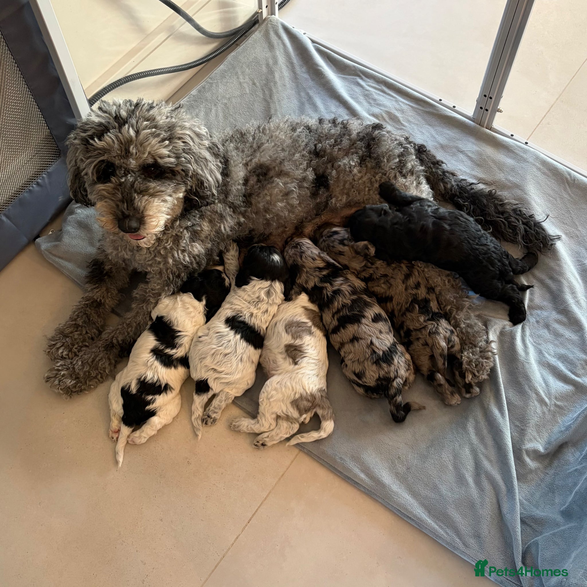 Cockapoo dogs Beautifully Marked F2 Cockapoos - Advert 3