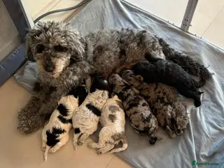 Cockapoo dogs Beautifully Marked F2 Cockapoos - Advert 3