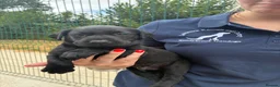 Labrador Retriever dogs for sale: 5 Star Council Registered Litter of Labrador pups - Advert 21