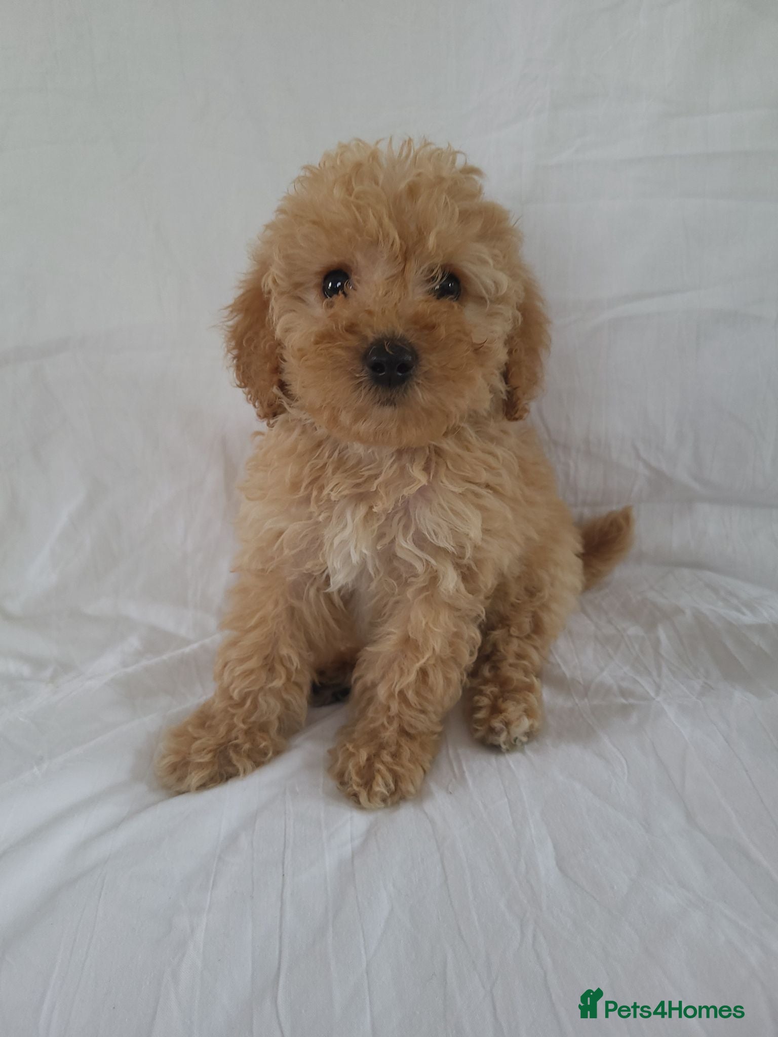Maltipoo dogs Maltipoo puppies 5 🌟 licence breeder  - Advert 1