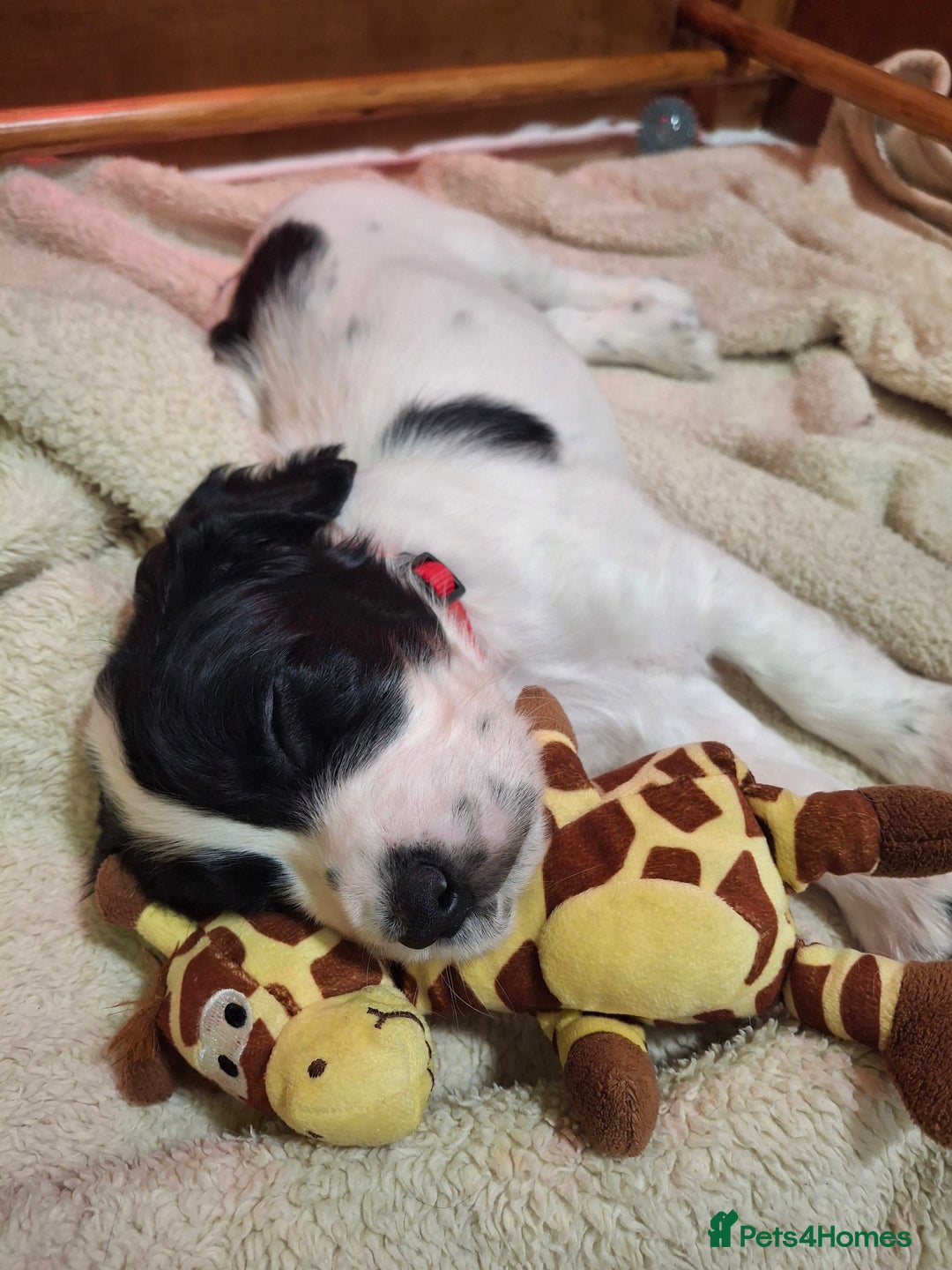 Cocker Spaniel dogs for sale: Our last pup - Ready now - KC Reg cocker spaniel! - Advert 23